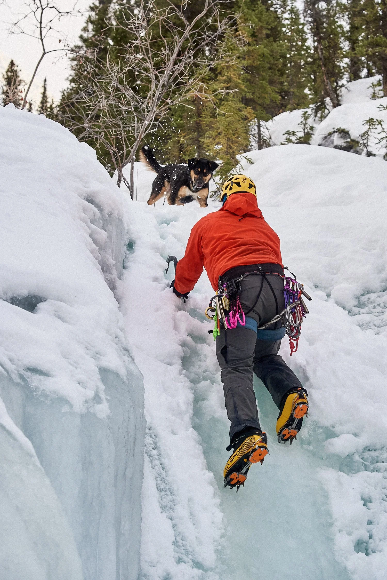 A climber in a red jacket and yellow helmet ice climbing a frozen waterfall with crampons and climbing gear, while a black dog watches from above on the snowy landscape with evergreen trees in the background